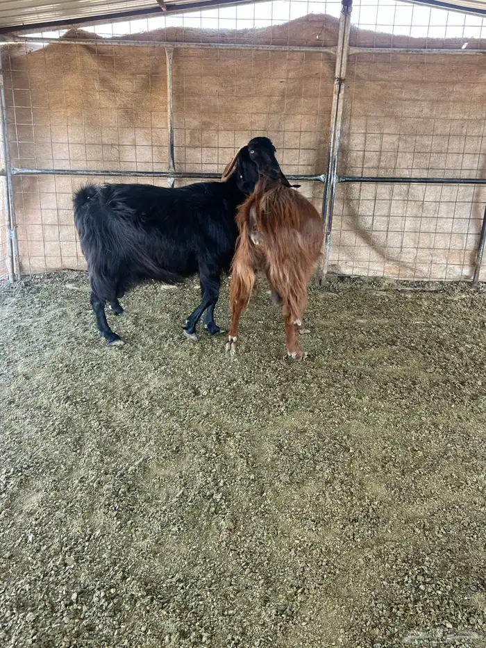 معزا مضاريع 1