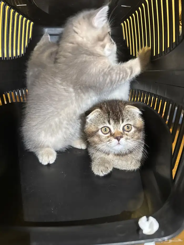 قطط للبيع عمر شهرين ونص 0