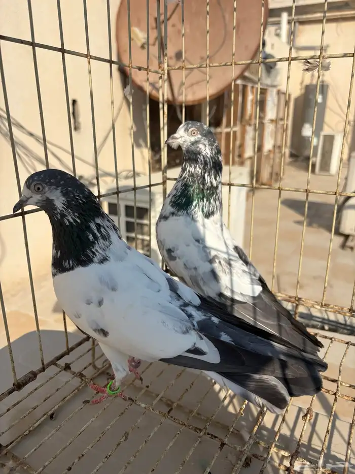 جوز علي ولا 1