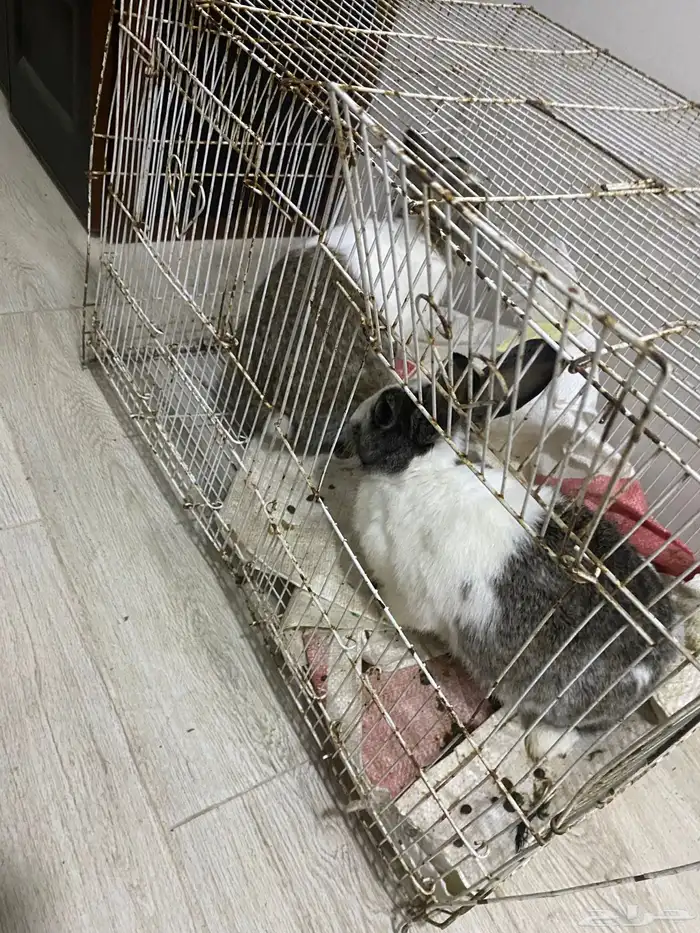 ارانب ذكر و انثى احجام جامبو 4