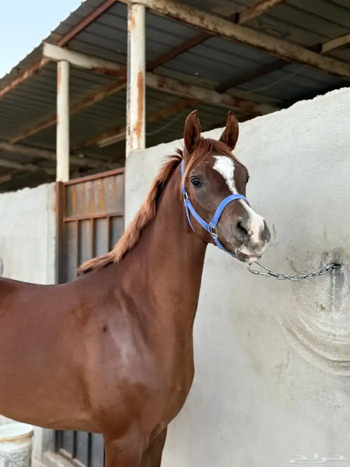 حصان للبيع 2