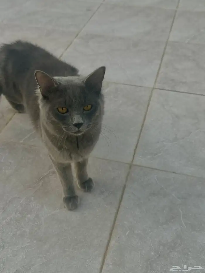 قط ذكر للتبني 3