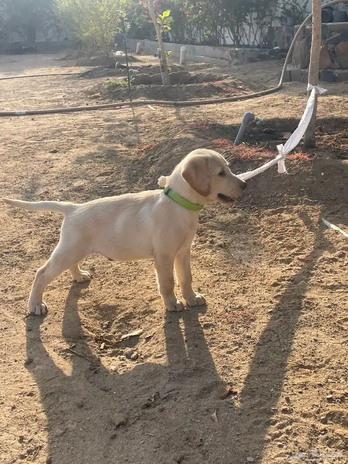 جرو لابرادور للبيع 6