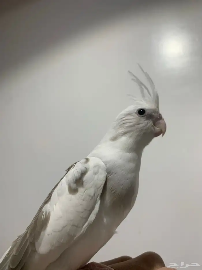 فرخ كروان نهاية غر 0