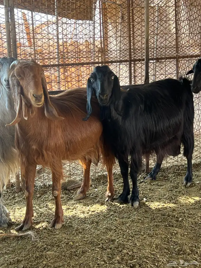 معزا مضاريع 0