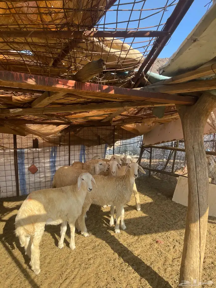 للبيع رخال حريه مراح واحد 0