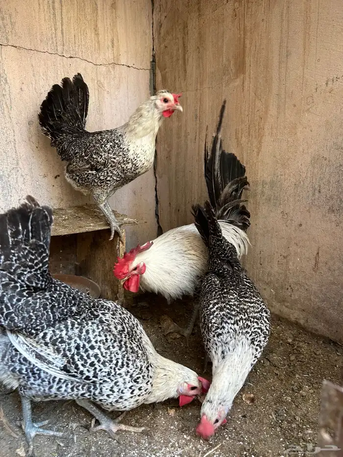 دجاج فيومي 1