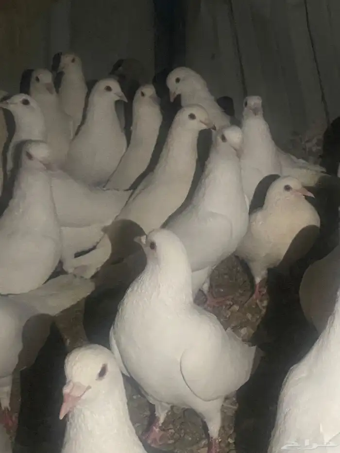 حمام فرنسي سوبر جانبو 3