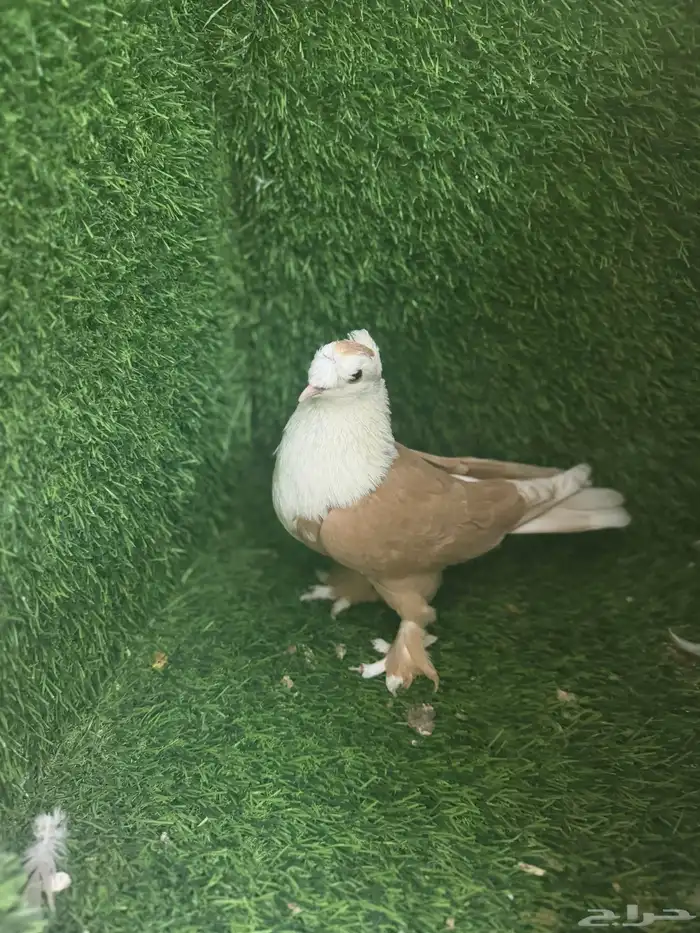 ذكور لبناني 2