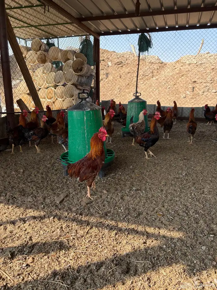 للبيع ديوك بلدي 1