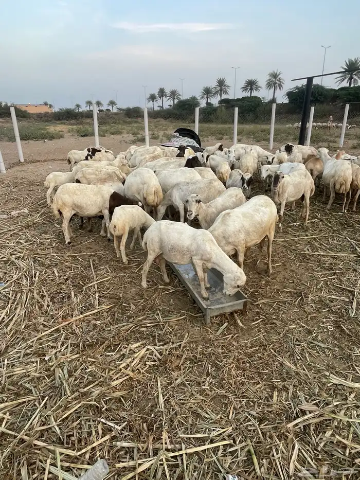 ضأن مناتيج وقرايب 8