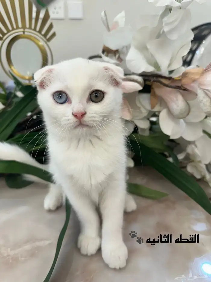 سكوتش فولد للبيع 3