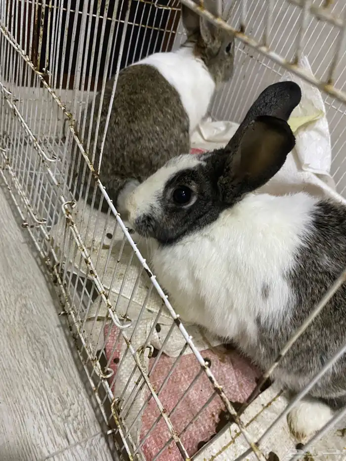 ارانب ذكر و انثى احجام جامبو 0