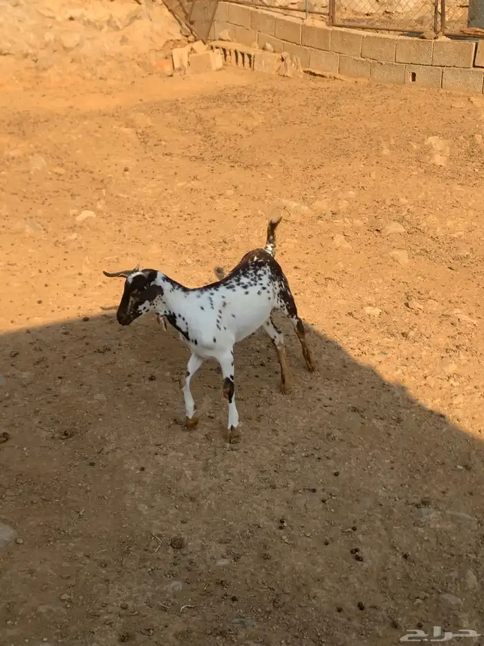 تيوس لبانيه 3