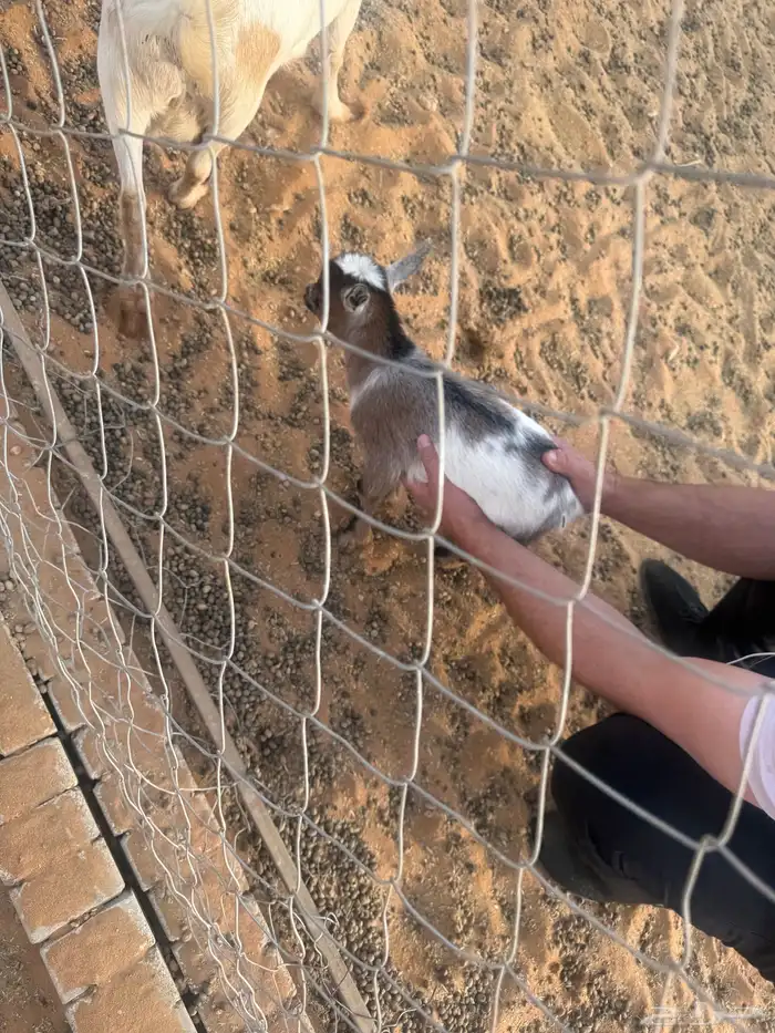 قزم صغير عمره اسبوع 1