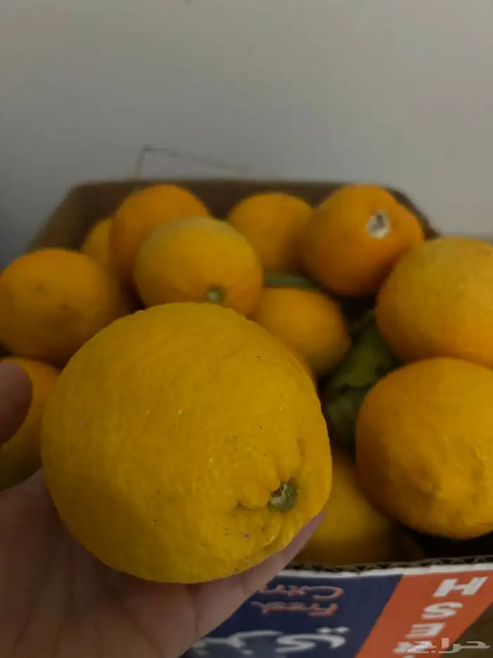 ليمون مزرعه الحره 0