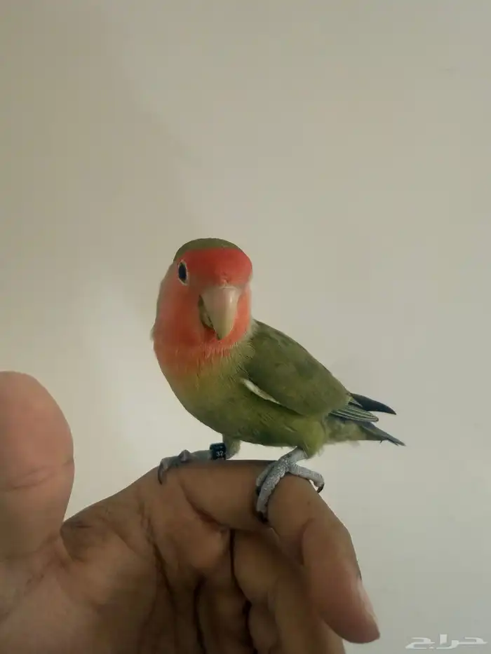 روز اليف للبيع 0