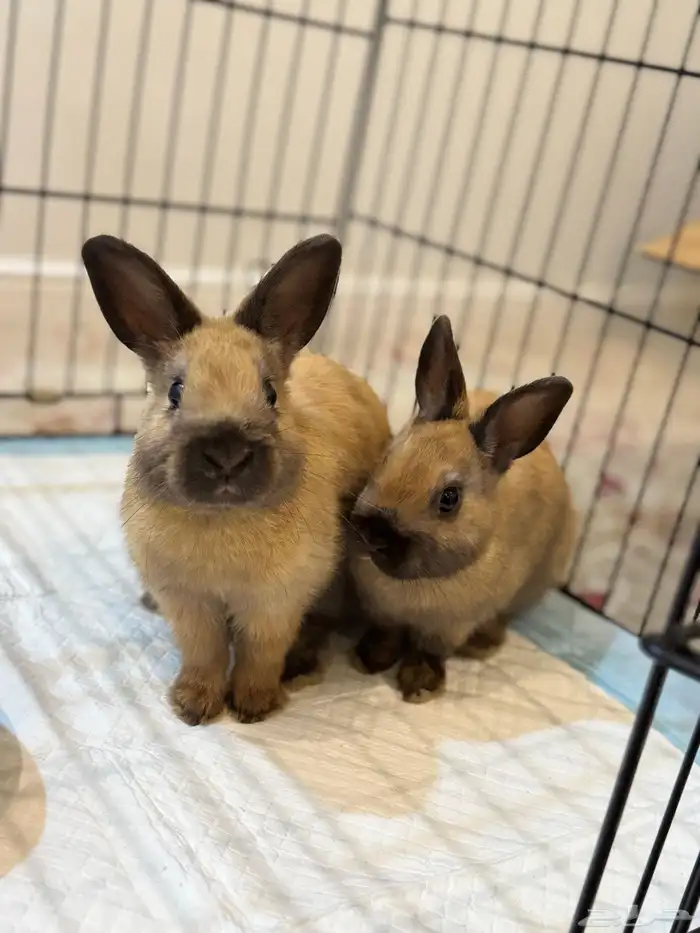 زوج ارانب هولندي 3