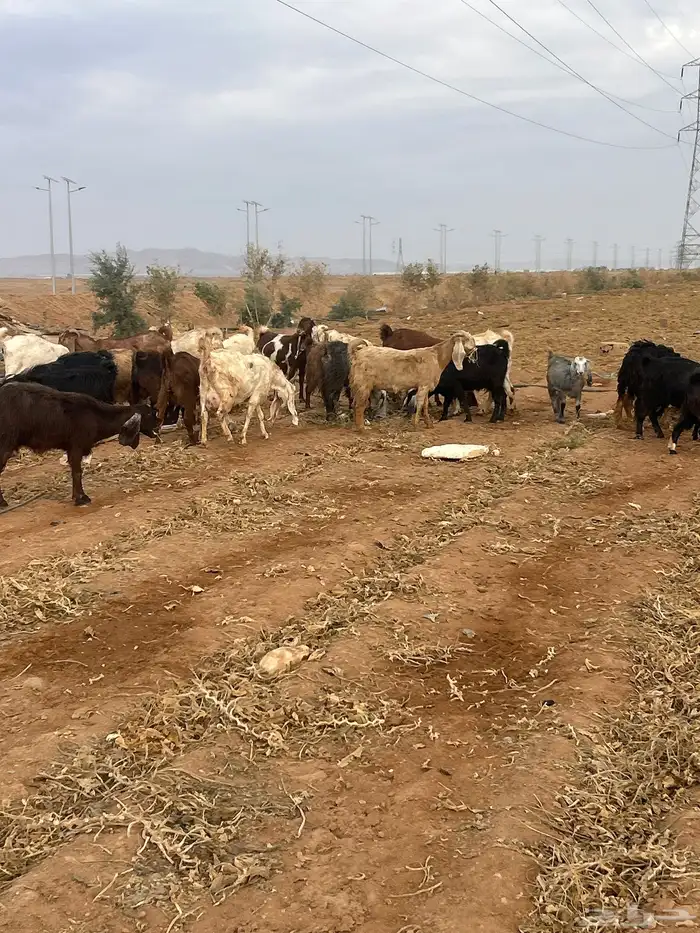 معزا مقنوي مراح طيبه جبره شبب متومه بدا بها الولاد مدافيع 5