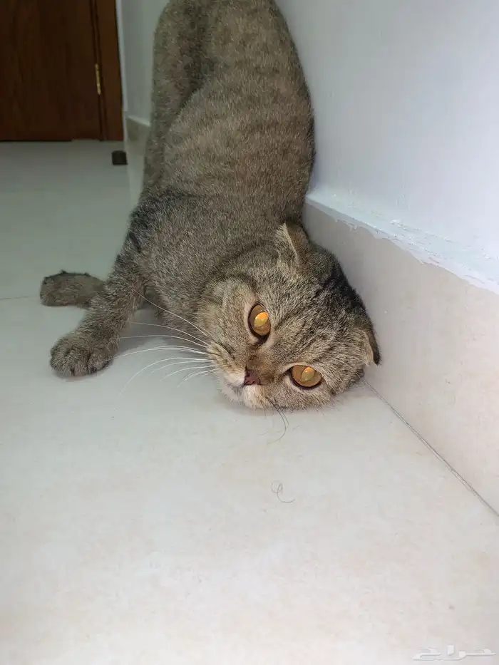 سكوتش دبل فولد تايقر 0