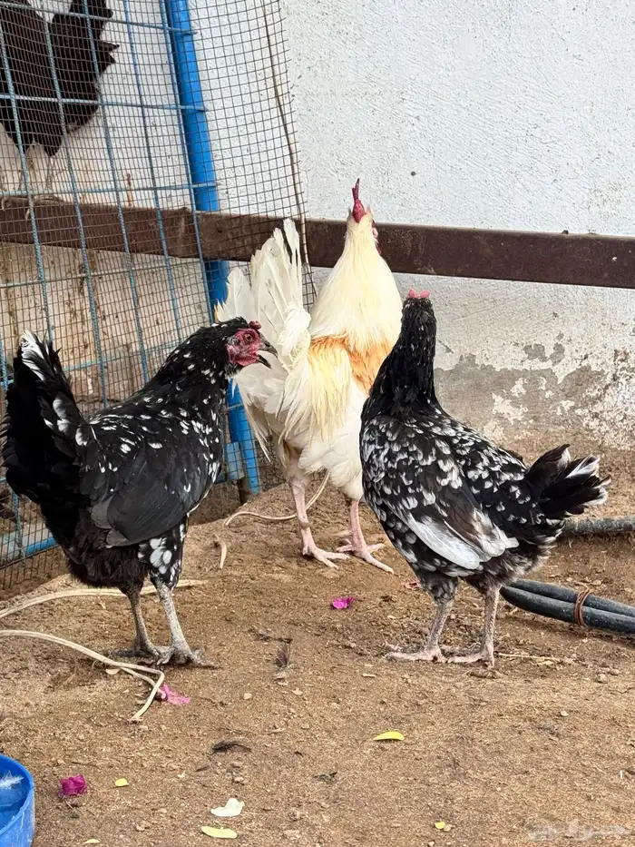 طقم بلدي ماكنتوش 0