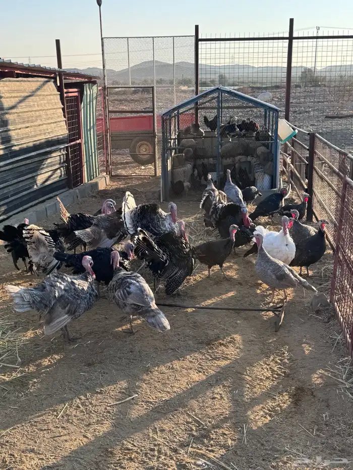 دجاج رومي نظييف 1