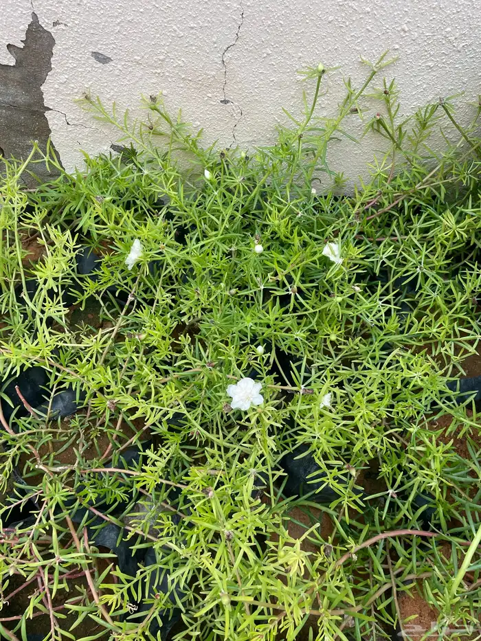 شتلات للبيع الكنه والصبار ومتسلقة صباح الخير ب 3 ريال 2