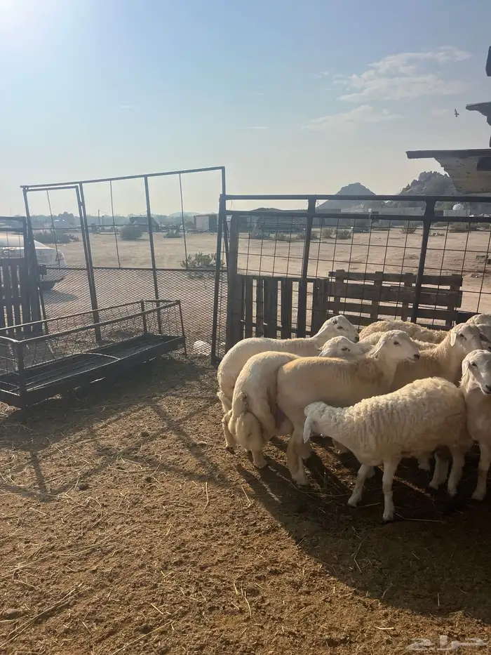 ذبايح حريات مع الذبح وتوصيل209تقيم إيجابي ولله الحمد 12