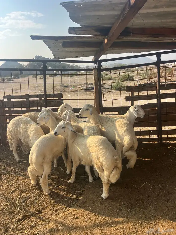 ذبايح حريات مع الذبح وتوصيل209تقيم إيجابي ولله الحمد 10