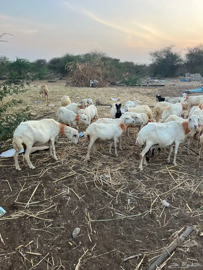 اعرض لكم ضان العدد 44 بلدي للبيع دوار 3