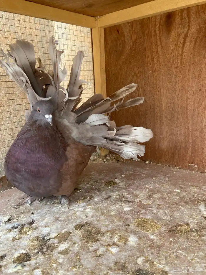 ذكر صنعاوي اصل وذكر رقاصي امريكي 6