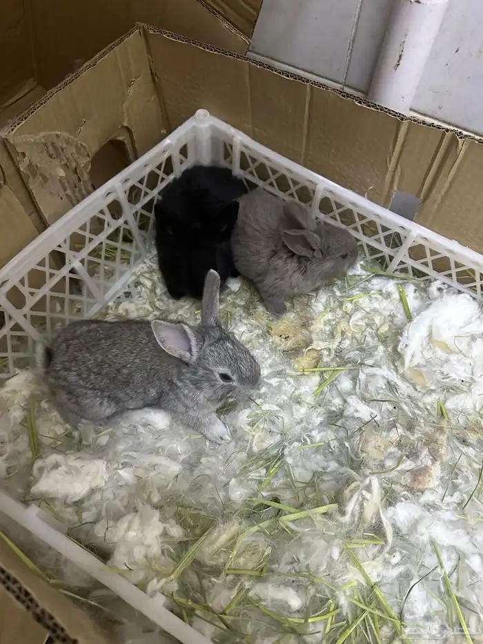 Rabbit with 8 young 1