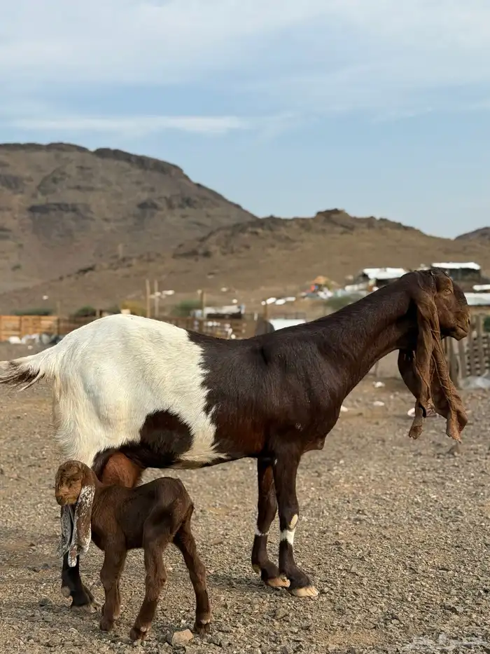 عنز هولنديه صنف 1