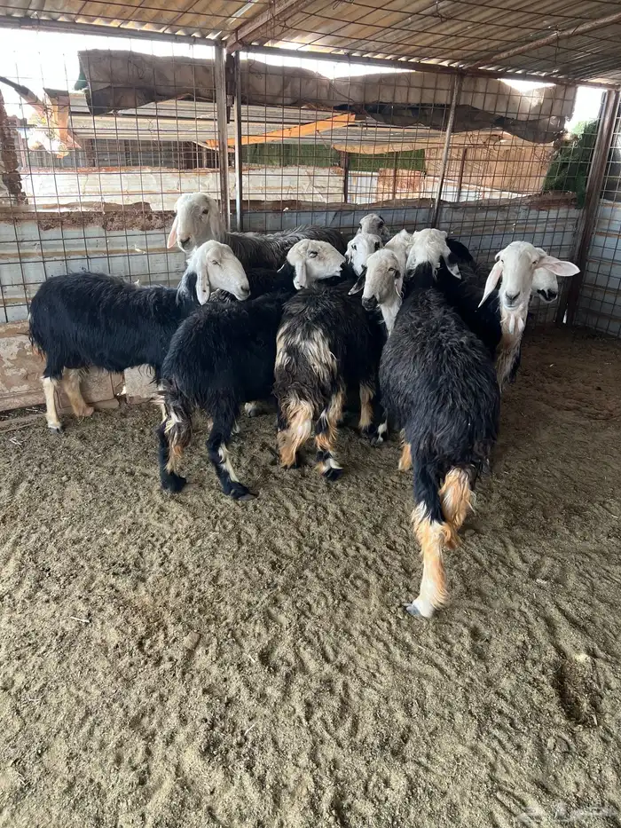 غنم نجد طيبه مضاريع 4