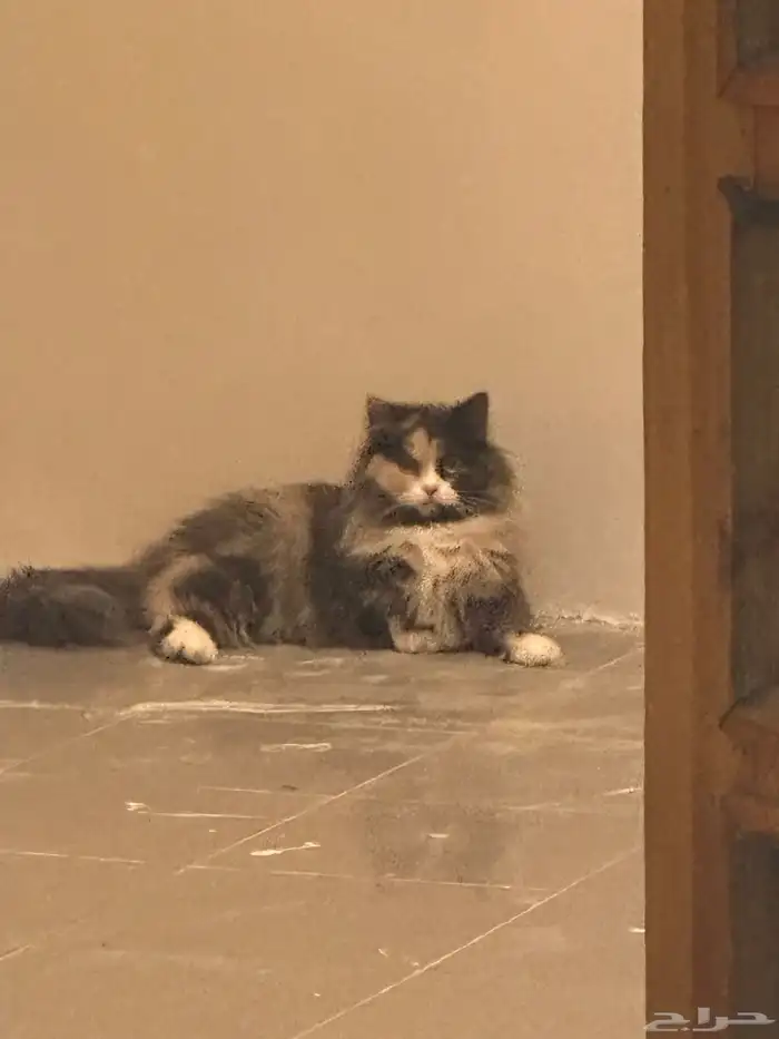 انثى لطيفه جدا  سبب البيع امي م تبغاهم معاها ذكر اسود عمره 6 3