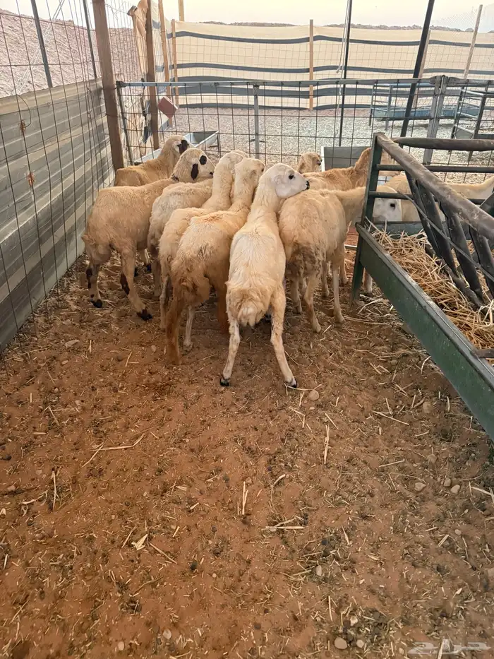 رخال رفيد12 0