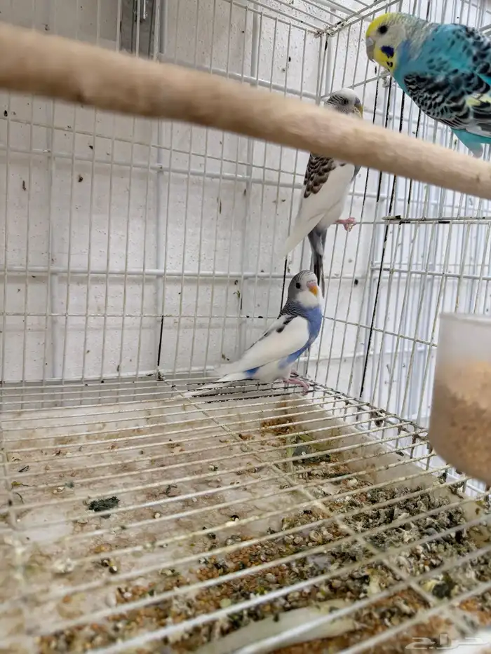 جوز بادجي مع انتاجه 2