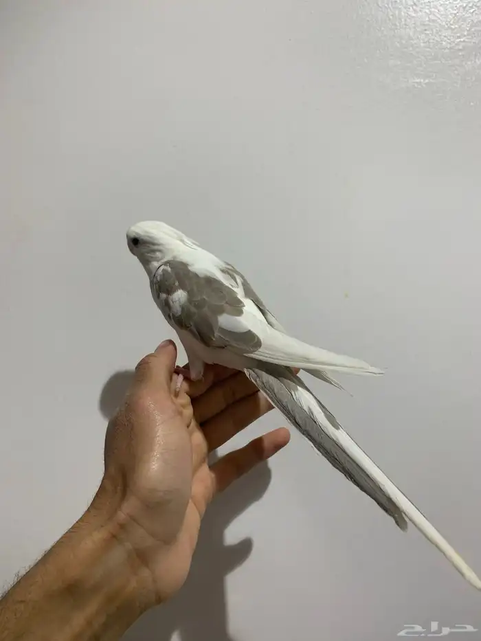 فرخ كروان نهاية غر 5