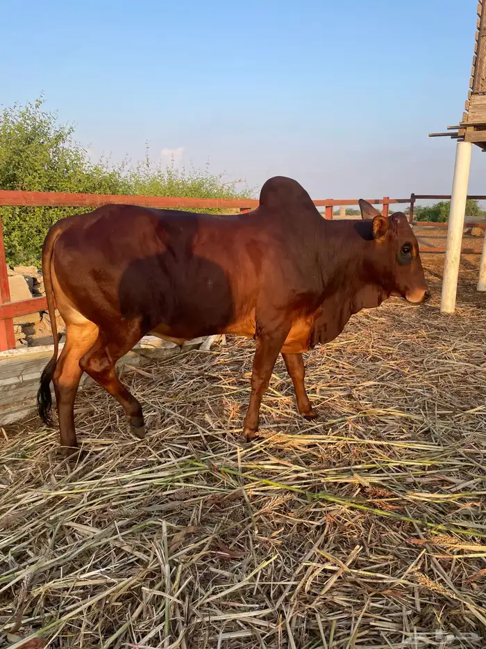 عجول بلدي 12