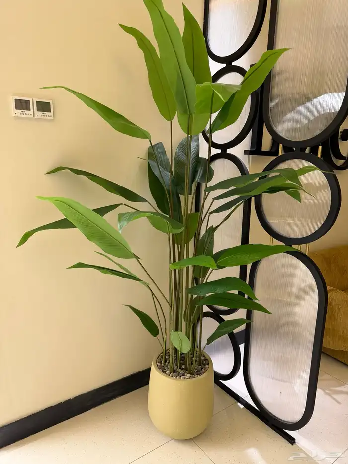 للتقبيل صالون نسائي 16