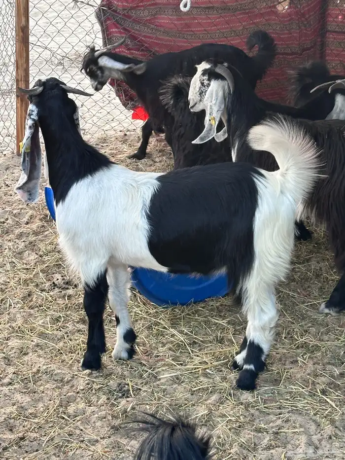 تيس عارضي مخصي 0