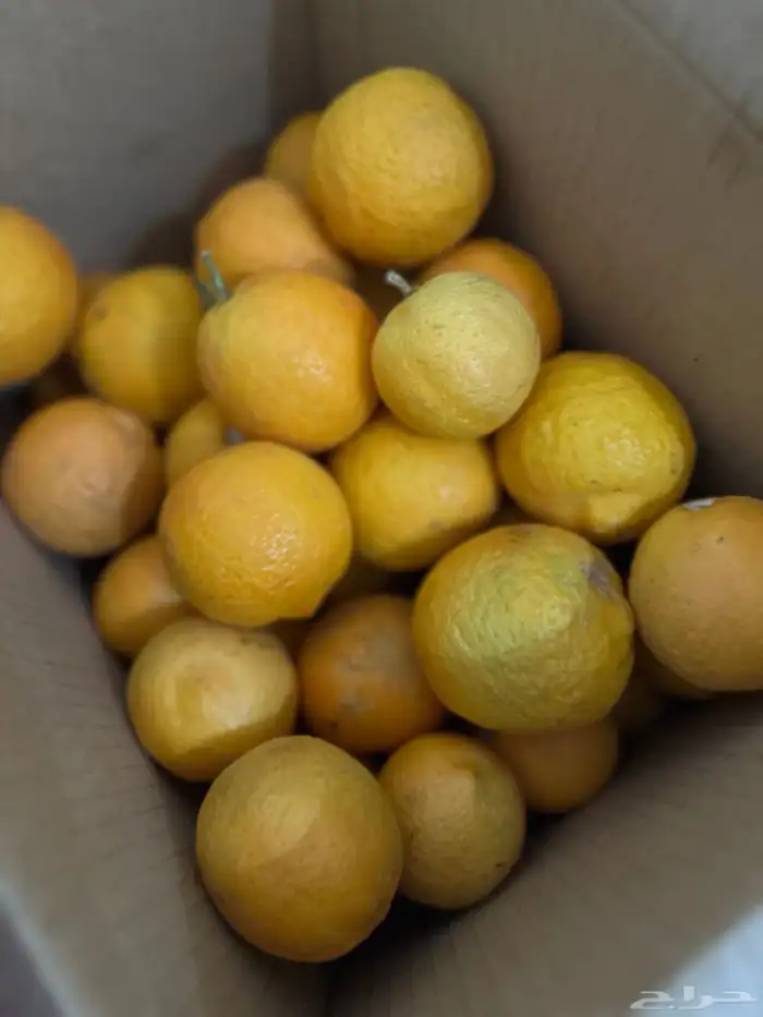 ليمون مزرعه الحره 1