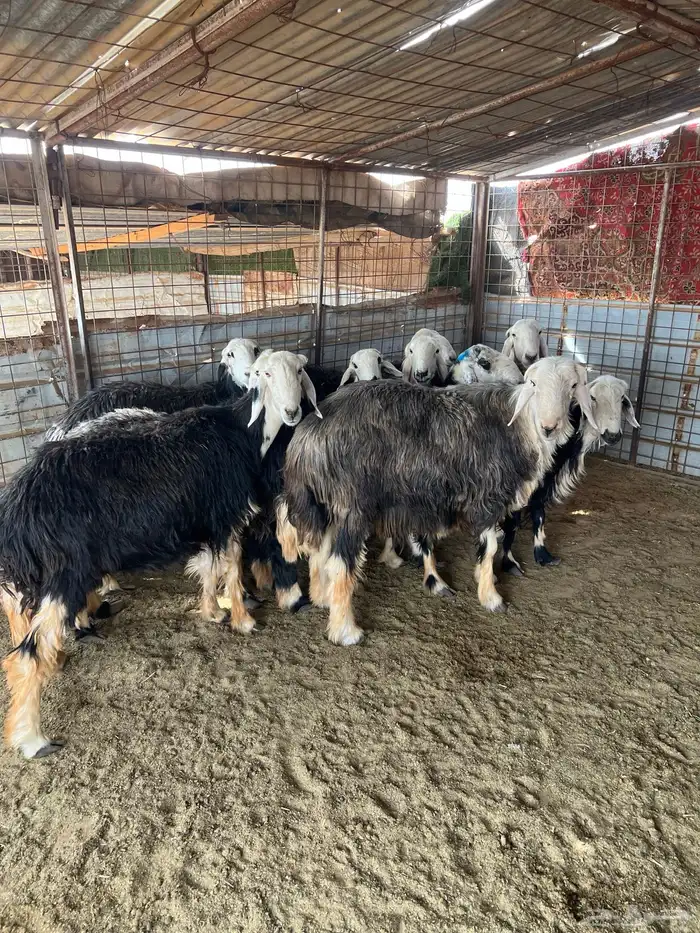 غنم نجد طيبه مضاريع 0