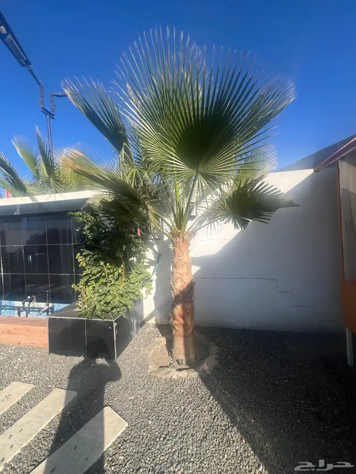 نخل واشنطن للبيع 1