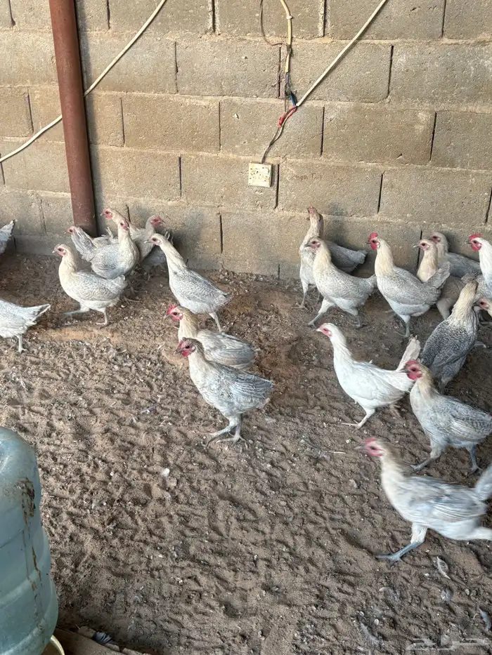 دجاج فيومي بلاتنيوم 1