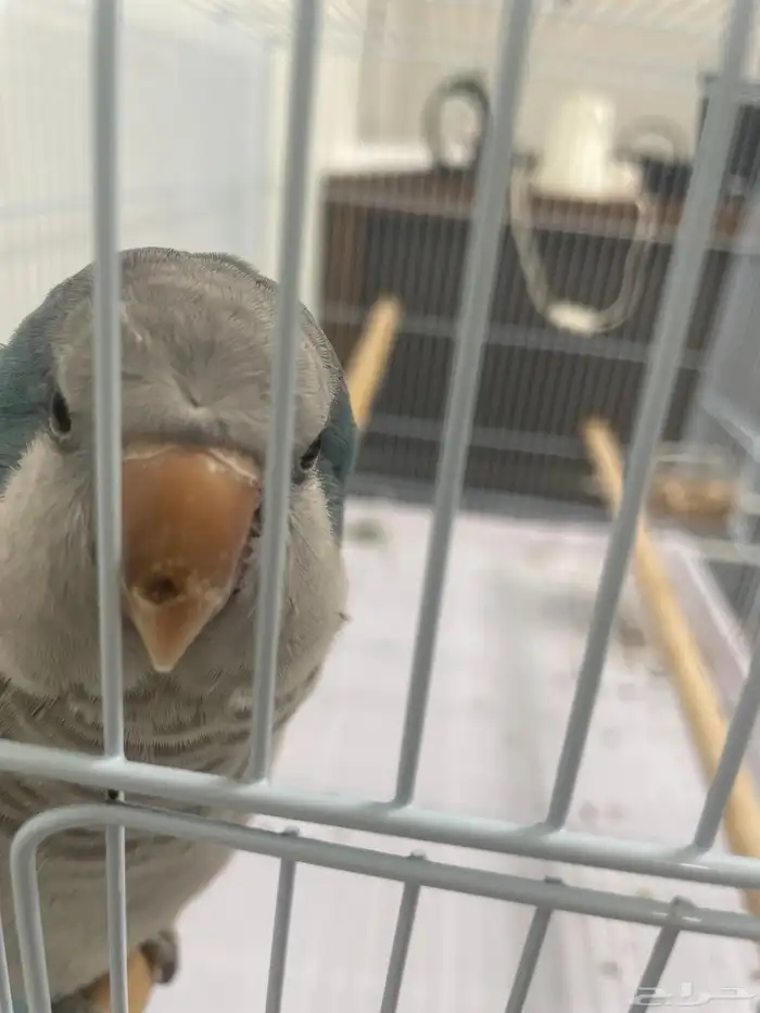 عصفور كويكر 4