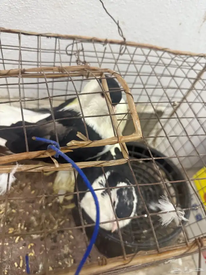 للبيع حمام 7