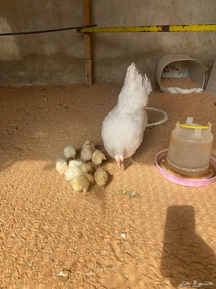 دجاج اورنج تركي معه صوص 1