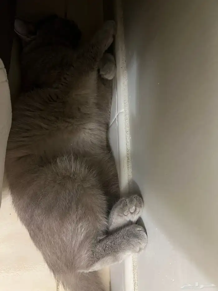 قطة سكوتش للتبني 3