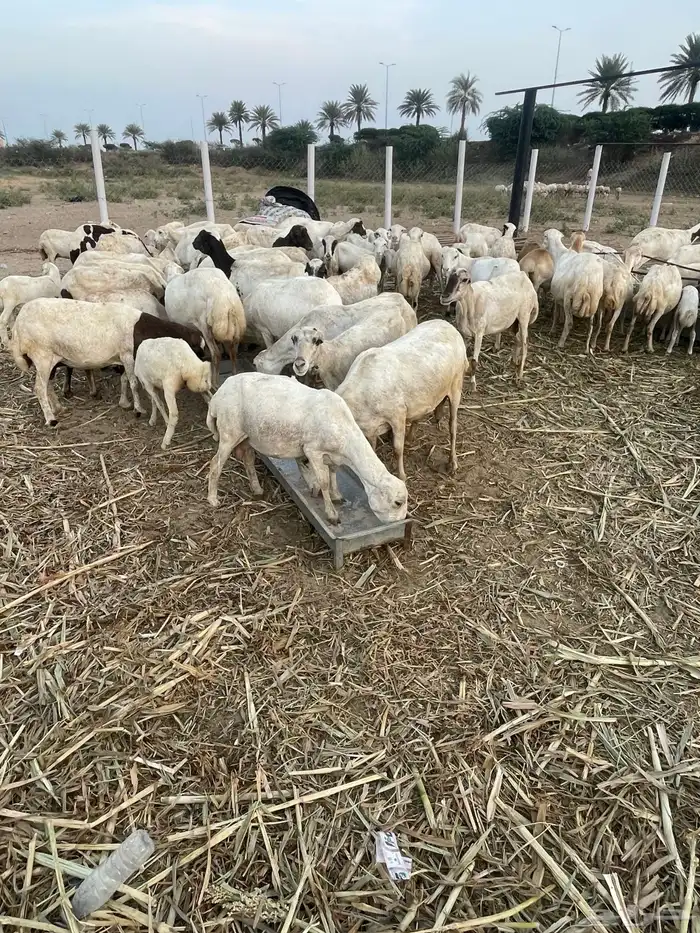 ضأن مناتيج وقرايب 6